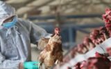H5N1 bird flu India outbreak