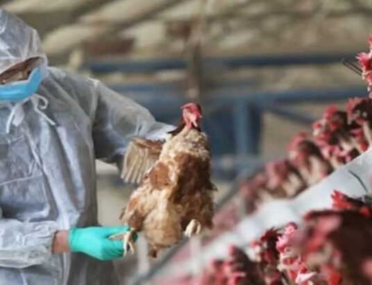 H5N1 bird flu India outbreak