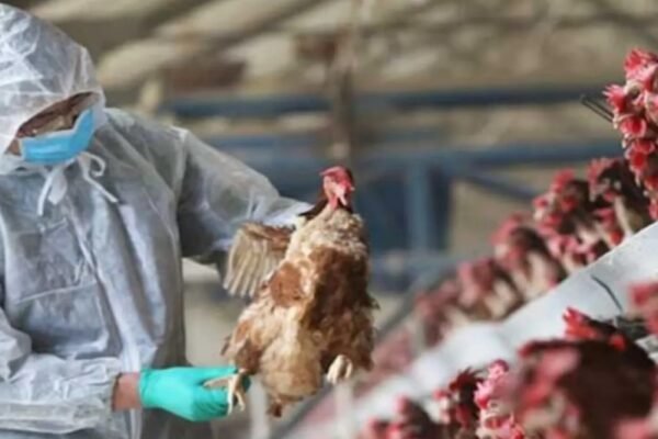 H5N1 bird flu India outbreak