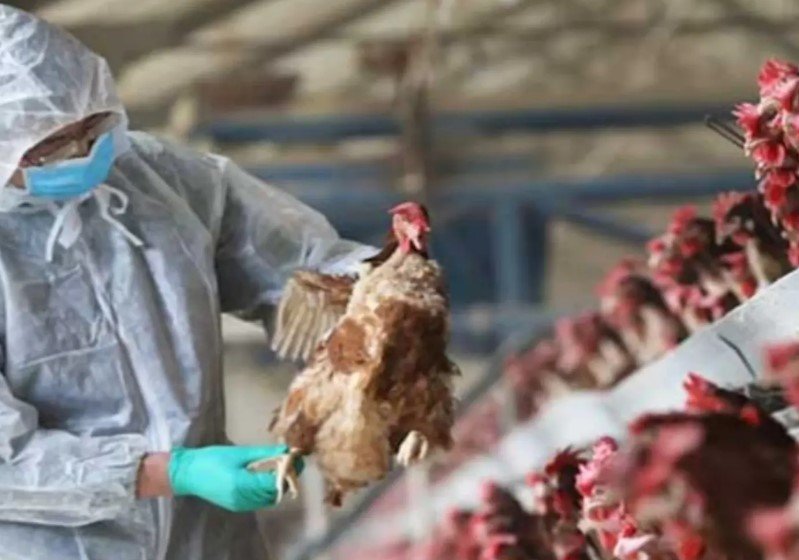 H5N1 bird flu India outbreak