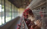 H5N1 bird flu outbreak Georgia poultry