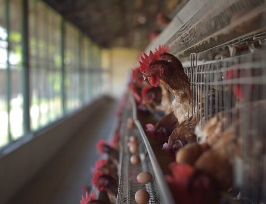 H5N1 bird flu outbreak Georgia poultry