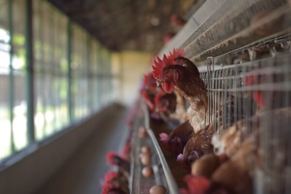 H5N1 bird flu outbreak Georgia poultry