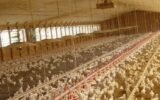 Poultry farm in Georgia