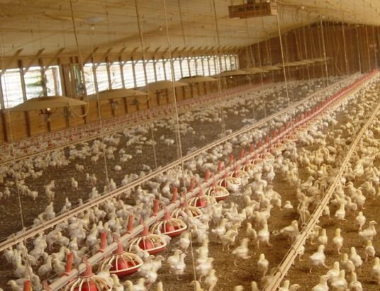 Poultry farm in Georgia