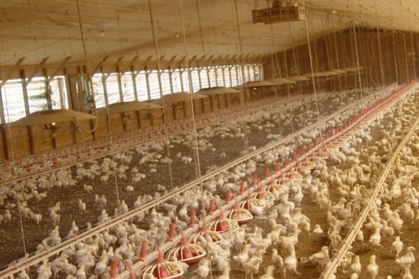 Poultry farm in Georgia
