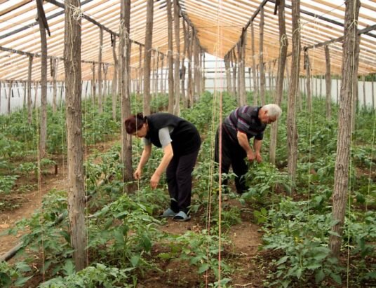 georgia agriculture world bank