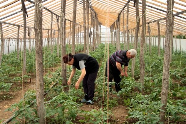 georgia agriculture world bank