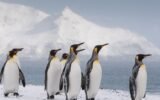 outh Georgia Island Antarctica