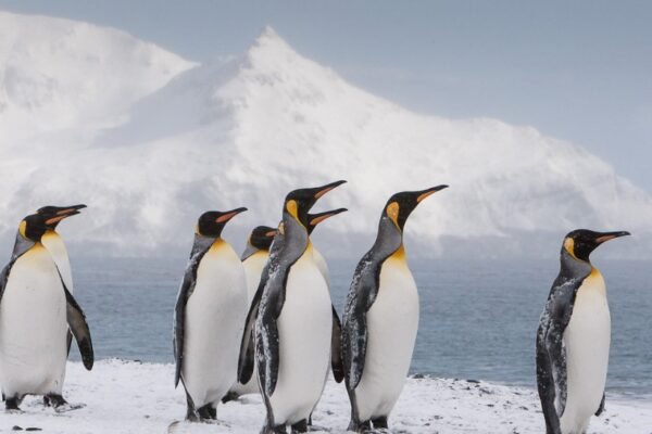 outh Georgia Island Antarctica