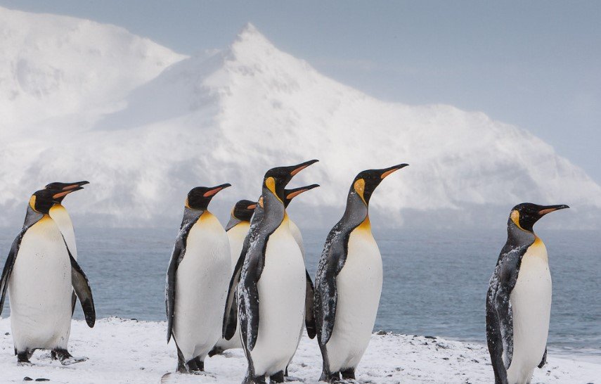 outh Georgia Island Antarctica