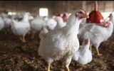 Bird flu outbreak in poultry farm