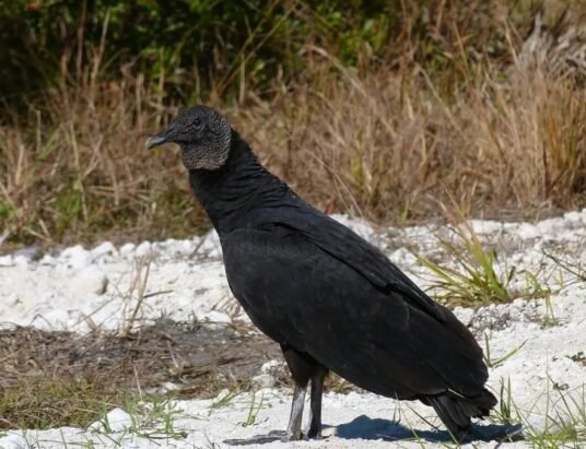 Black vulture Georgia escape