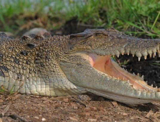 Estuarine crocodile Australia