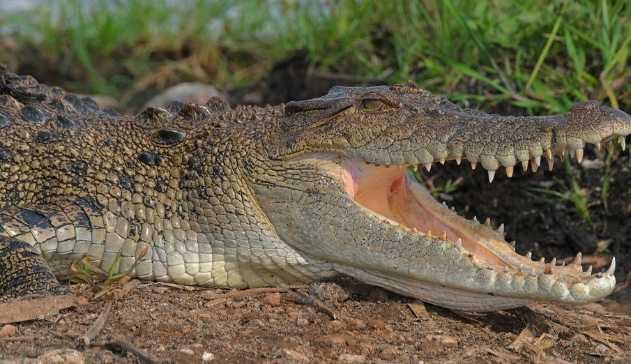 Estuarine crocodile Australia