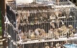 Georgia animal shelter overcrowding
