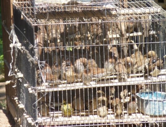 Georgia animal shelter overcrowding