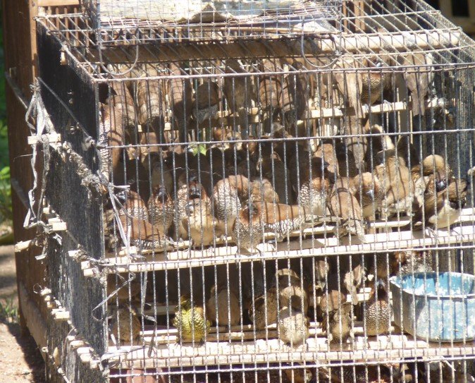Georgia animal shelter overcrowding