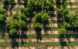 Georgia pecan farm