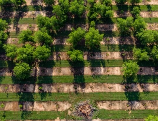 Georgia pecan farm