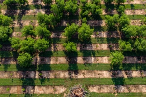 Georgia pecan farm