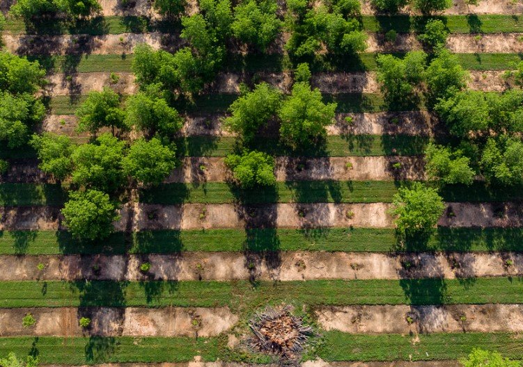 Georgia pecan farm