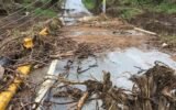 Georgia timberland hurricane damage