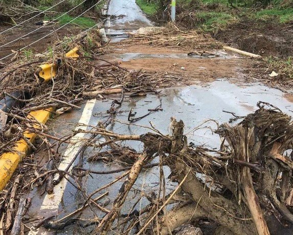 Georgia timberland hurricane damage