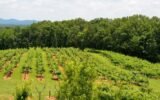 North Georgia mountain vineyards
