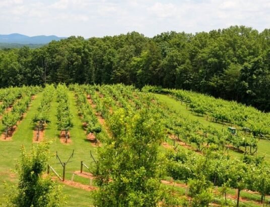 North Georgia mountain vineyards