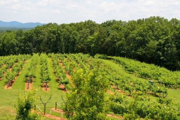 North Georgia mountain vineyards
