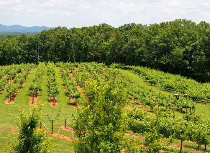 North Georgia mountain vineyards