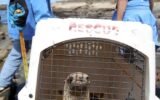 Tifton wildlife rehabilitation center