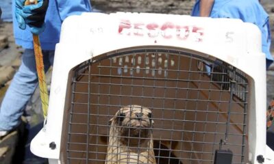 City of Tifton Orders Wildlife Rescue to Shut Down, Leaving Hundreds of Animals at Risk