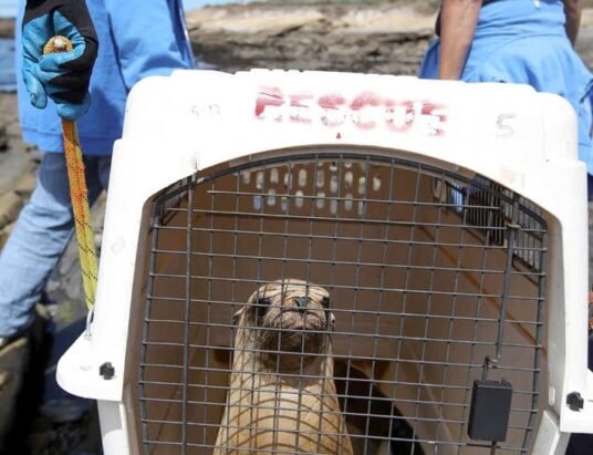 Tifton wildlife rehabilitation center