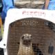 City of Tifton Orders Wildlife Rescue to Shut Down, Leaving Hundreds of Animals at Risk