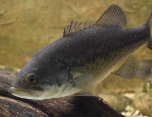 Walleye fishing in North Georgia