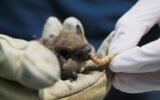bat coronavirus research China