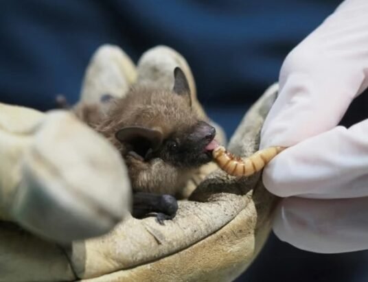 bat coronavirus research China