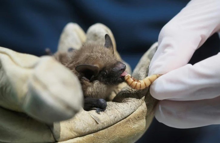 bat coronavirus research China