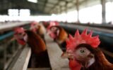 bird flu outbreak poultry farm