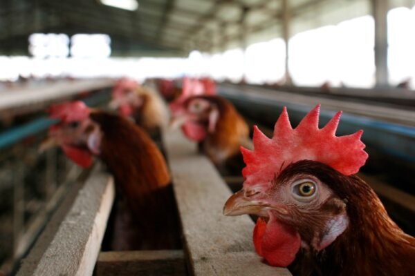 bird flu outbreak poultry farm