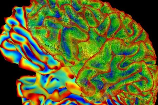 brain health research