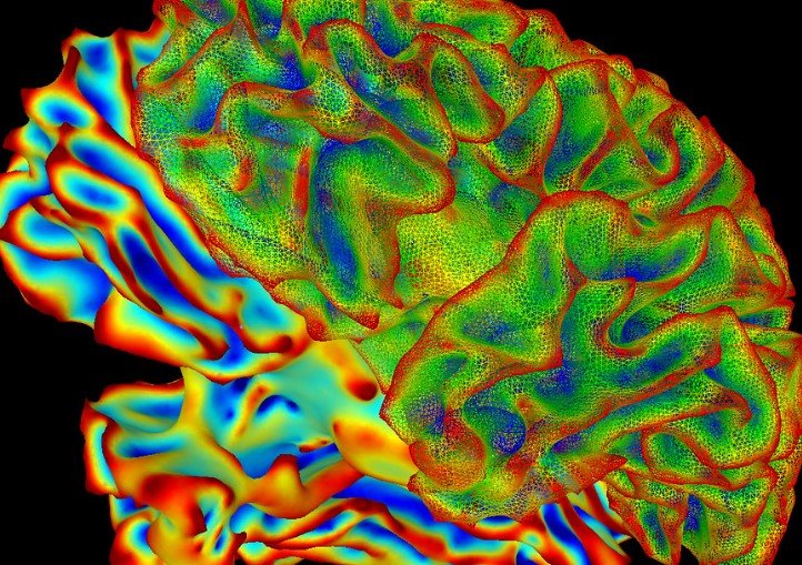 brain health research
