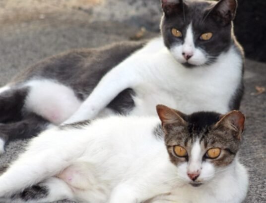 feral cats community TNR Georgia