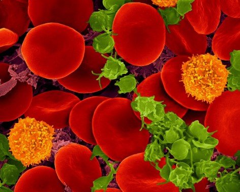 immune cells blood microscopy