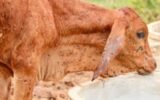 lumpy skin disease vaccine for cattle