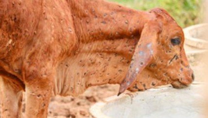 lumpy skin disease vaccine for cattle