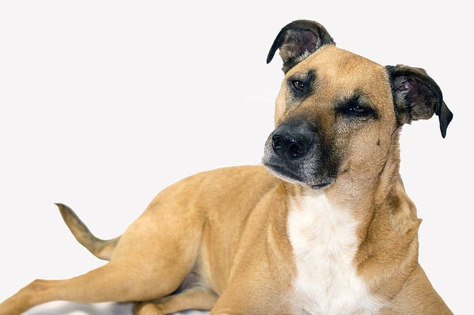 rescued pit bull dog animal