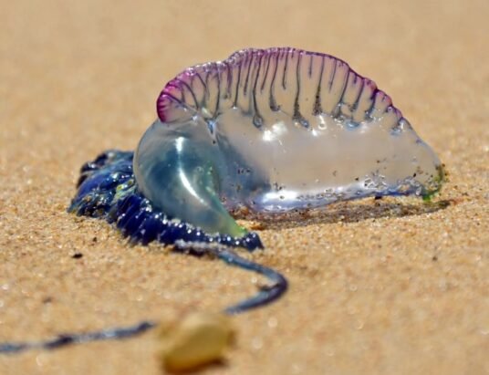 savannah-river-regional-science